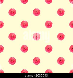 Senza cuciture motivo rosa chiaro persiano butterCup fiori Ranunculus vista dall'alto Foto Stock