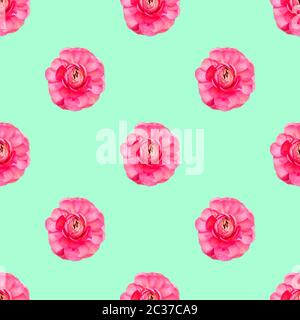 Senza cuciture motivo rosa chiaro persiano butterCup fiori Ranunculus vista dall'alto Foto Stock