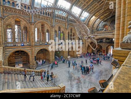 L'interno del Museo di Storia Naturale e scheletro di balene a Londra, Regno Unito. Foto Stock