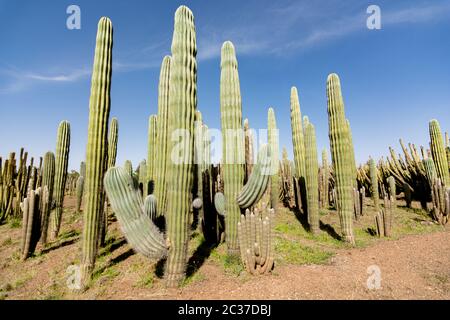 Giardino di cactus. Cactus verdi e succulenti che crescono in giardino botanico tropicale nel deserto, clima arido. Cactus paesaggio Foto Stock