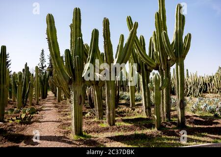 Giardino di cactus. Cactus verdi e succulenti che crescono in giardino botanico tropicale nel deserto, clima arido. Cactus paesaggio Foto Stock