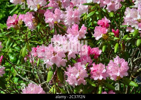 Rhododendron, Rhododendren, Rhododendron sp., havasszépe Foto Stock