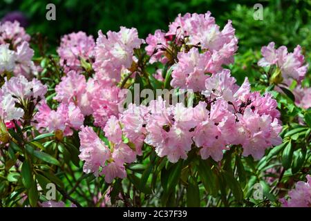 Rhododendron, Rhododendren, Rhododendron sp., havasszépe Foto Stock