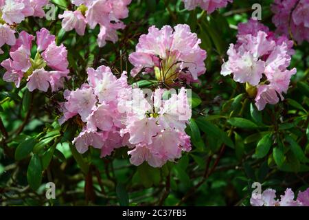 Rhododendron, Rhododendren, Rhododendron sp., havasszépe Foto Stock