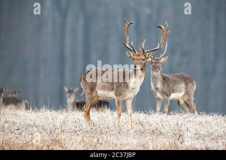 Maggese selvatico, dama dama, Capriolo Cervo con corna di cervo in piedi su un prato in inverno. Più animali guardando curiosamente nel deserto. La fauna selvatica scenario fro Foto Stock