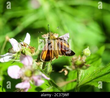 una farfalla siede su una pianta in estate Foto Stock