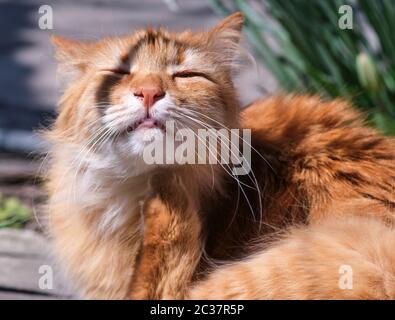 adulto rosso soffice gatto siede sulla strada, primavera giorno Foto Stock