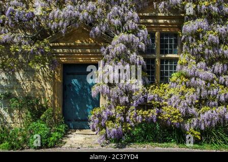 Wisteria fiorita colorata che sale sulla parte anteriore di un fienile, Mapperton House, Dorset, Regno Unito Foto Stock