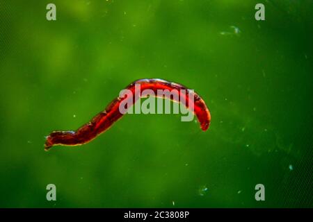 una macro di una piccola larva di zanzara rossa Foto Stock