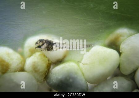 una larva, un pesce giovane di un pesce gatto metallico Foto Stock