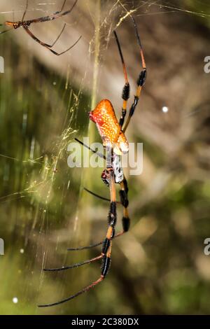 Una Nefila clavata, Golden Web Orb, una sorta di ragno web Foto Stock