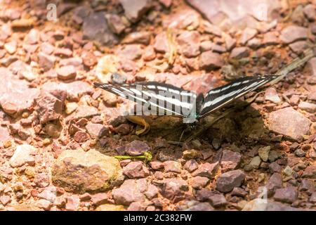 Il glider comune (Neptis sappho) Foto Stock