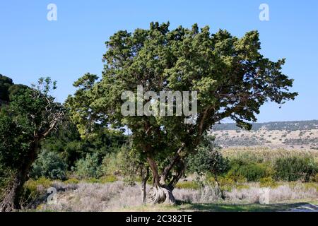 Zypern-Zeder (Cedrus libani var. brevifolia) am Golden Beach, Dipkarpaz, Türkische Republik Nordzypern Foto Stock