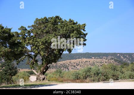 Zypern-Zeder (Cedrus libani var. brevifolia) am Golden Beach, Dipkarpaz, Türkische Republik Nordzypern Foto Stock