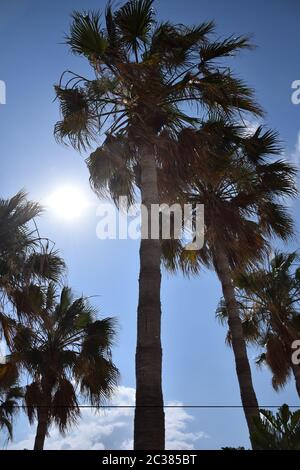 Il sole splende in un cielo blu dietro le palme Foto Stock