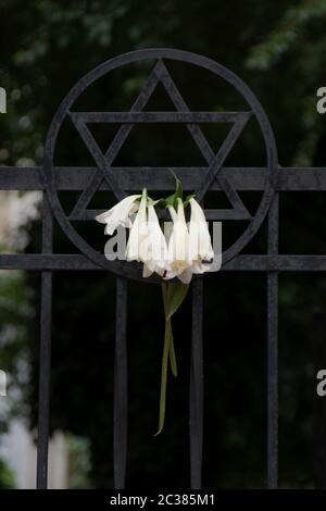 Fiori collocati su una stella ebraica nella sinagoga di budapest. Foto Stock