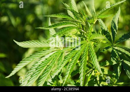 Sfondo verde delle foglie. Pianta giovane di cannabis Foto Stock