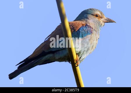 Telephoto Blauracke Coracias garrulus Foto Stock