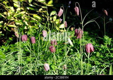 Capo di serpente Fritillary in fiore, Fritillaria meleagris Foto Stock