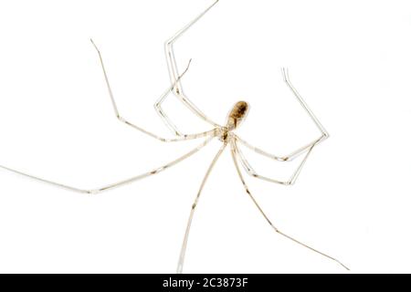 Il daddy longleg su una parete Foto Stock