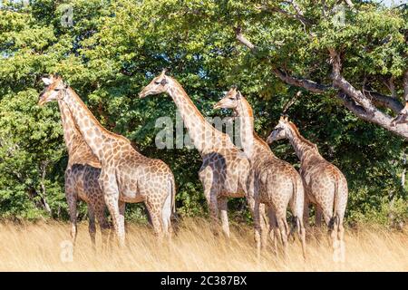 Allevamento di splendida South African giraffe a bush africano, Chobe National Park, Safari Botswana - LA FAUNA Foto Stock