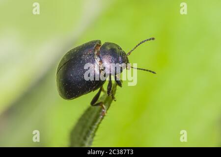 Piccolo Beetle dal naso sanguinoso 'Timarcha goettingensis' Foto Stock