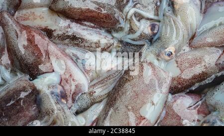 Pesce fresco, polpo sul tavolo fisher sul mercato. Pesce fresco dal mercato locale Foto Stock