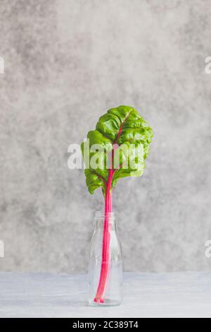 Beta vulgaris o frutteto rosso rubino. Uno stelo vegetale in una bottiglia di vetro riutilizzata. Su uno sfondo grigio con spazio per la copia. Semplicità e pulizia verticale di un Foto Stock