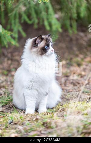 Ritratto di un bel gatto ragdoll nella foresta. Il gatto è bicolore e ha gli occhi blu. È una bambola di purebred. Foto verticale con spazio per la copia. Foto Stock