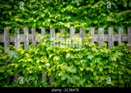 ARTE FOTOGRAFICA: La Fence Vecchia di faggio Foto Stock