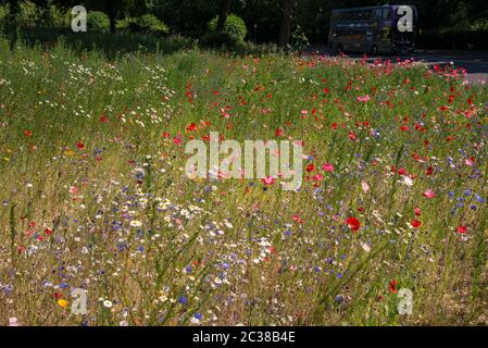 Traffic Island piantato con fiori selvatici in Coventry giunzione di A4600 Ansty Road e B4082 Clifford Bridge Road UK City of Culture 2021 Foto Stock