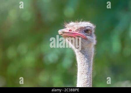Ostrich Close up ritratto, (Struthio camelus) vicino la testa di struzzo Foto Stock