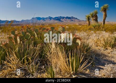 Chisos Mountains in lontananza, Pere, agave e yucche giganti di pugnali in primo piano, Old ore Road nel Big Bend National Park, Texas, Stati Uniti Foto Stock