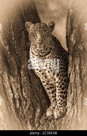 Seppia leopardo eyeing fotocamera da forchetta albero Foto Stock