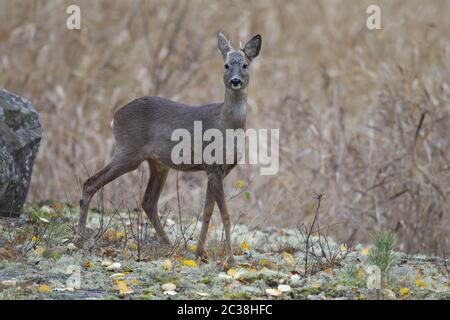 Roe Deer Yearling in una foresta svedese tra Reindeer Lichen Foto Stock