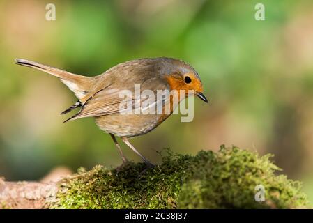 Europeo Robin nel suo ambiente. Il suo nome latino è Erithacus rufecula. Foto Stock