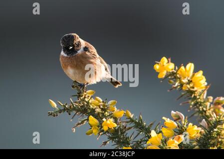 Stonechat europeo nell'ambiente. Il suo nome latino è Saxicola rubicola. Foto Stock