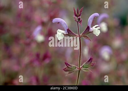 Fiori della sclarea di Mascate Sage Salvia Foto Stock