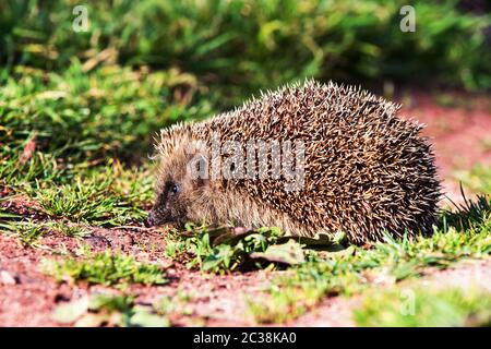 Hedgehog europeo o Hedgehog comune nell'ambiente. Il suo nome latino è Erinaceus europaeus Foto Stock