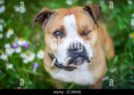 Bulldog con un occhio seduto in un campo di fiori e guardando verso la telecamera Foto Stock