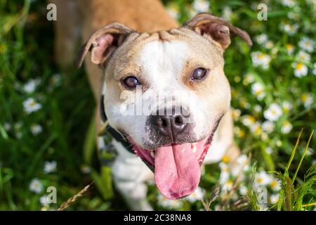 Bulldog seduto in un campo di fiori e guardando verso la telecamera Foto Stock