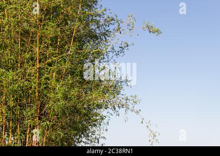 Bambu canna sulle rive del fiume nella città di federazione provincia di Entre Rios argentina Foto Stock