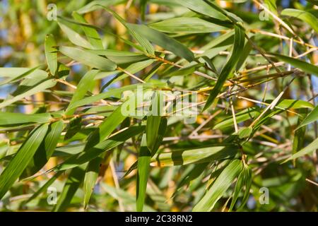 Bambu canna sulle rive del fiume nella città di federazione provincia di Entre Rios argentina Foto Stock