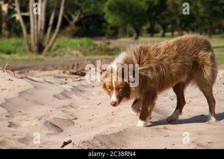 Mongrel dog attraversa a piedi Siberiano all'aperto Foto Stock