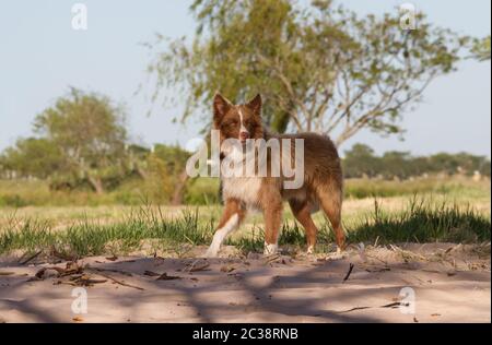 Mongrel dog attraversa a piedi Siberiano all'aperto Foto Stock