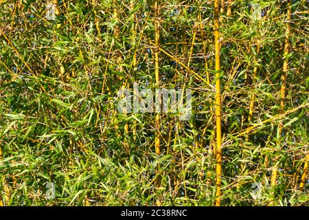 Bambu canna sulle rive del fiume nella città di federazione provincia di Entre Rios argentina Foto Stock