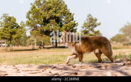 Mongrel dog attraversa a piedi Siberiano all'aperto Foto Stock