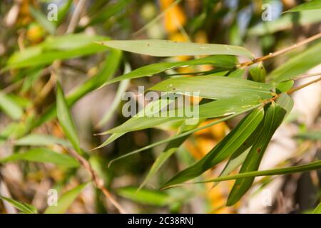 Bambu canna sulle rive del fiume nella città di federazione provincia di Entre Rios argentina Foto Stock