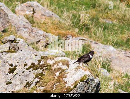 Un maschio, anello Ouzel, Turdus torquatus in habitat di montagna vicino Ambleside, Lake District, UK. Foto Stock