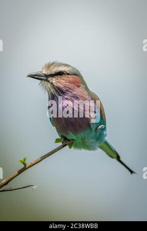 Lilla-breasted giri rullo di testa sul ramo sottile Foto Stock